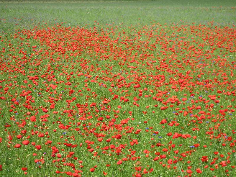Sibillini - Poppies