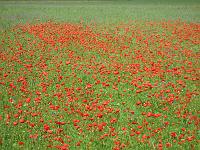 Sibillini - Poppies 