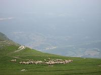 Sheep - Sheep