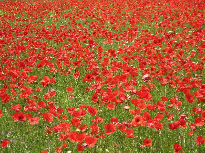 Poppies - Poppies