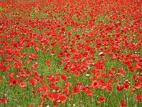 Poppies - Poppies