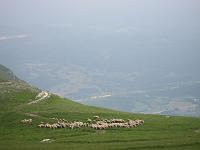 Bolognola - Sheep