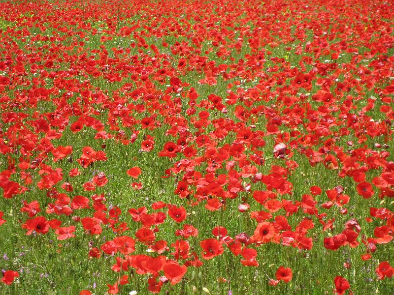 Sibillini - Poppies