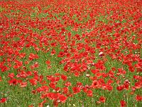 Sibillini - Poppies
