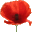 A poppy!